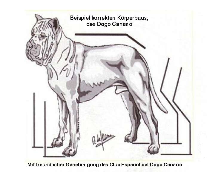 Dogo Standard richtig