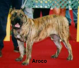 Aroco el Choro