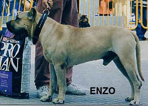 CH%20Enzo