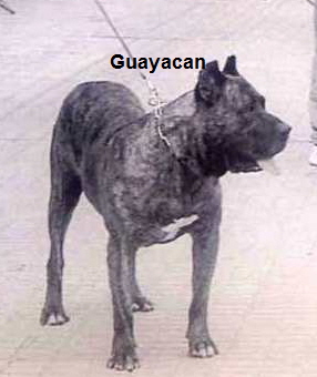 Guayacan