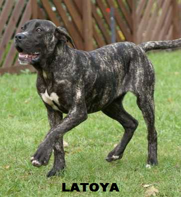 Latoya