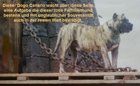 Dogo Canario, der Wchter von Haus, Hof und Familie